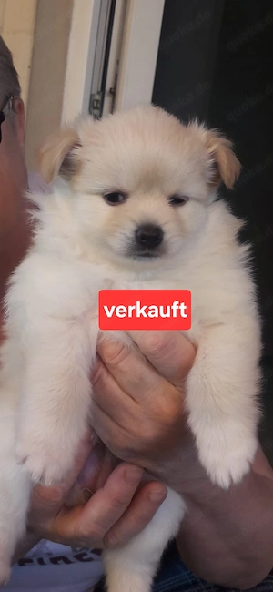 Pomchi welpen 