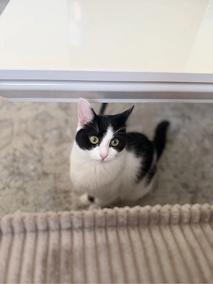 Katze zu vermitten