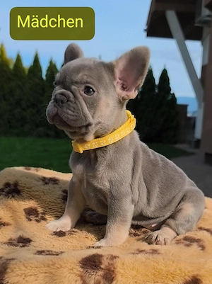 Franzosische Buldogge Babys