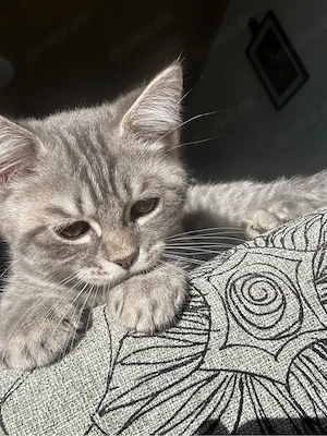 liebevoller Männlicher BKH-Kitten sucht ein schönes Zuhause     