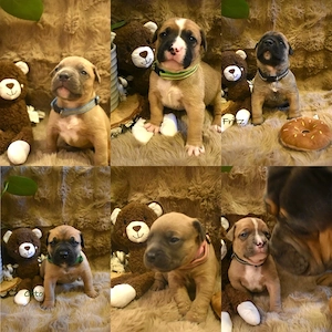 Old English Bulldog x American Bulldog Welpen