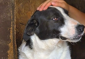 Zuhause gesucht für Marlene