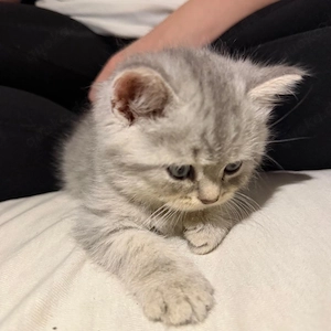 babykatze 