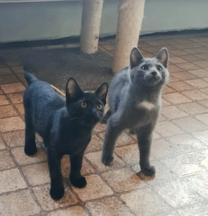2 süsse Kater aus Tierschutz suchen Zuhause 