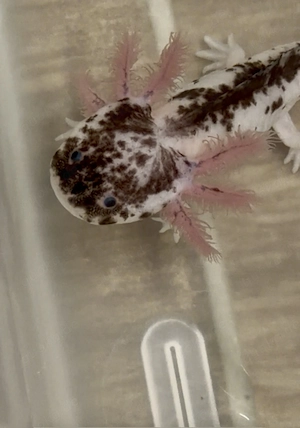 Extrem Harlekin juvenil 17cm 