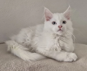 Maine Coon Kitten, Abgabebereit