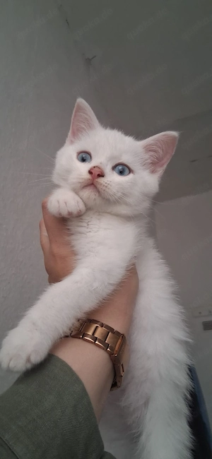    Süße Hauskatze sucht liebevolles Zuhause     