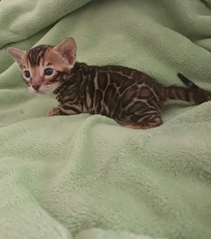 Reinrassige Bengal Kitten mit Stammbaum 