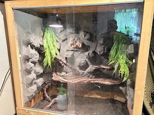 Boa Constrictor Imperator