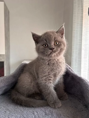 4 BKH-Kitten suchen ab dem 16.10.2026 ein liebevolles Zuhause