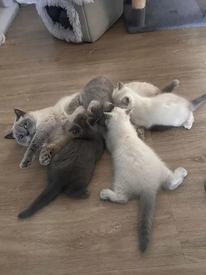 4 BKH-Kitten suchen ab dem 16.10.2026 ein liebevolles Zuhause