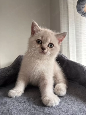 4 BKH-Kitten suchen ab dem 16.10.2026 ein liebevolles Zuhause