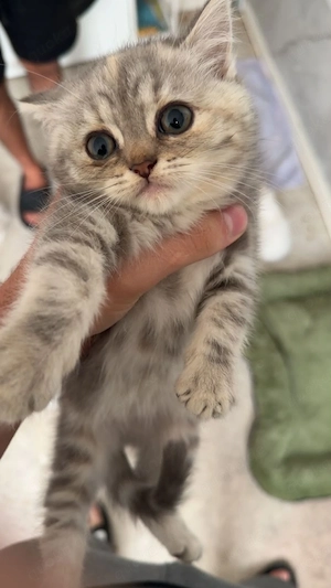    Süße Hauskatze sucht liebevolles Zuhause     