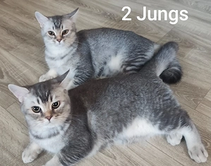 BKH Kitten mit Stammbaum 