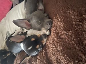 Chihuahua Welpen an liebevolle Familie abzugeben