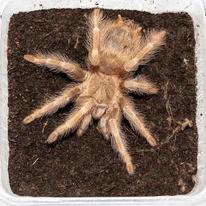 Vogelspinne Nhandu tripepii 0.1