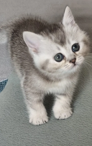 BKH Kitten mit Stammbaum 