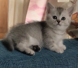 BKH Kitten mit Stammbaum 