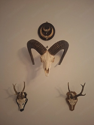 Mufflon Widder Trophäe Perchten Krampus Schnecken Hörner Horn Geweih 