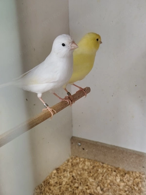 Kanarienvögel Pärchen XL