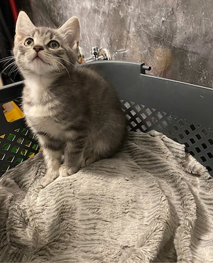 Kitten ab den 14 Oktober abzugeben 