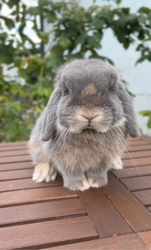 Minilop Zwerkkaninchen Hase Rammler Junge