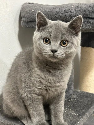 BKH Kitten abgabebereit