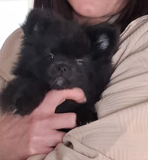 Pomchi welpen 