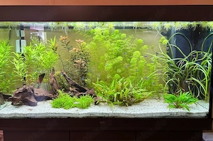 Juwel Rio 350 LED Aquarium Komplettset   Technik, Besatz, Pflanzen, Zubehör & Unterschrank
