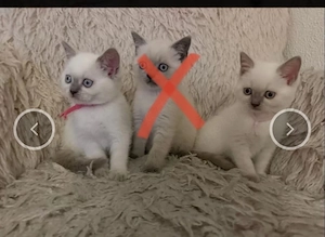 Nur noch 2 BKH Kitten Mädchen Abgabebereit 