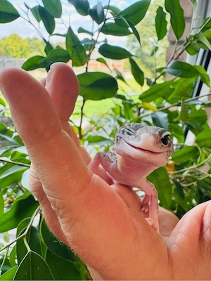 Leopardgecko Mädchen Black night mack snow eclipse 