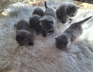 BKH Kitten in Blau 5 bezaubernde Mädchen suchen ein liebevolles Zuhause!