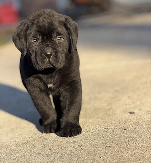 Reinrassige Cane Corso Welpen!!