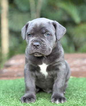 Typvolle Cane Corso Welpen!