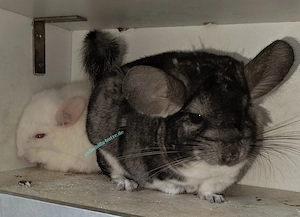 Chinchillas suchen ein zu Hause