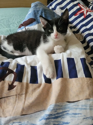 baby katzen