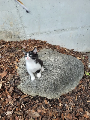 baby katze