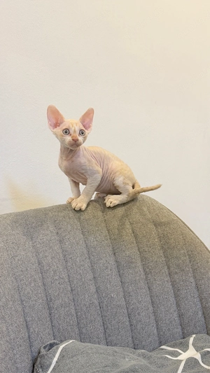 Devon Rex- Sphynx Junge  Bild 2