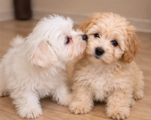 maltipoo welpen suchen neuen wirkungskreis 