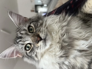 Maine Coon Deckkater 1 Jahr, HCM PKD negativ, Hamburg