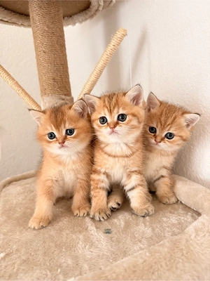 BKH Golden Shaded Kitten   1 Kater & 2 Katzen