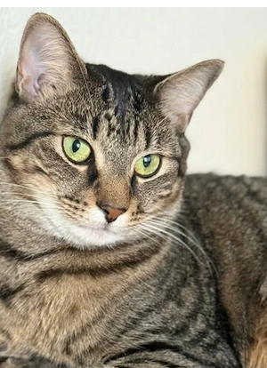 Katze zu verkaufen 