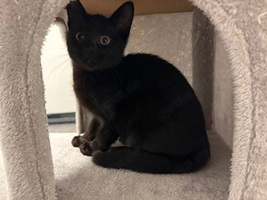 Babykatzen suchet neues Zuhause BKH Mix Mischlingskatzen