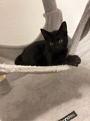 Liebevoller 3 Monate alter Kater sucht ein schönes Zuhause bkh mix katzenbaby