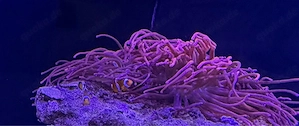 anemone zu verkaufen 