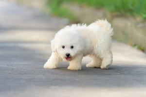 maltesa  hund 