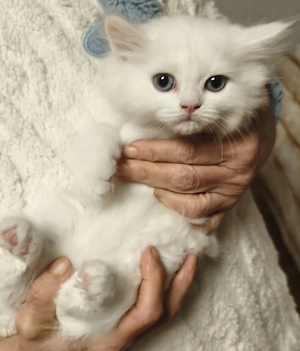 Traumhaftes Neva Masquerade Mix Kitten in Schneeweiß mit blauen Augen