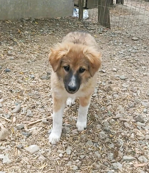 Hundekind Bella   macht ihrem Namen alle Ehre