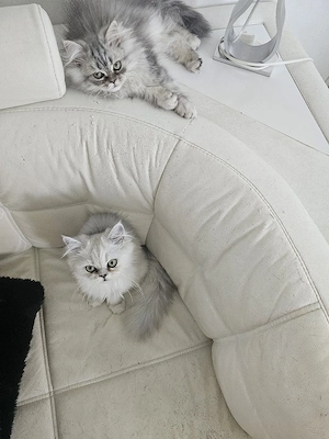 Perser Kitten Chinchilla reinrassig Kätzchen  Persian