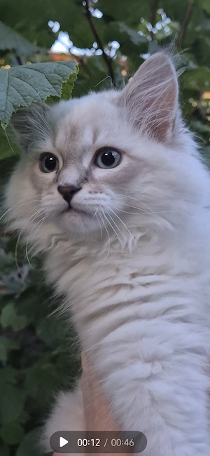 Jungkater, Neva Masquarade - Sibirische Katze, 12 Wochen alt
